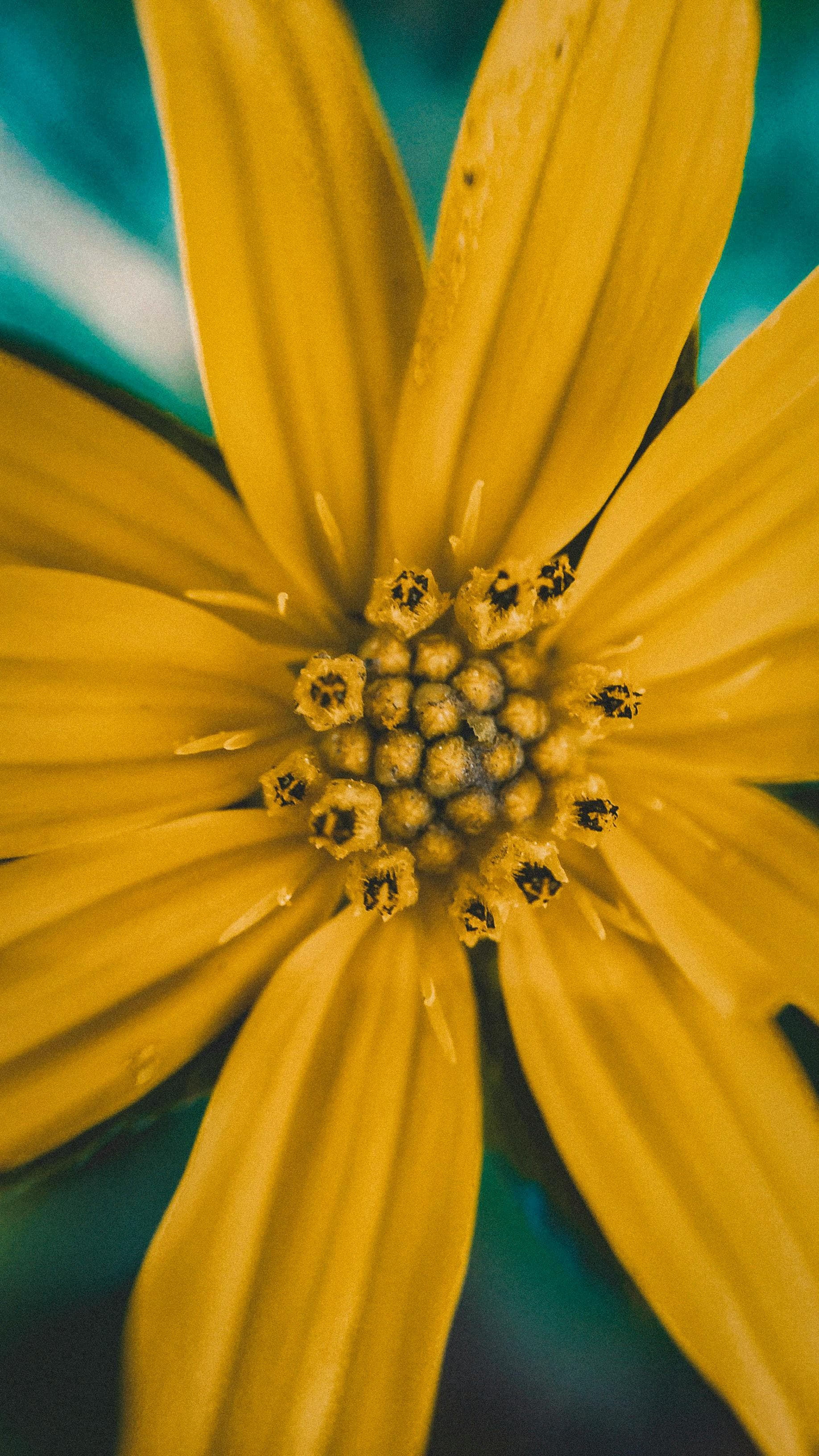 Solar panels in Western Australia, Australia